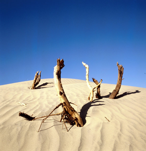 死亡谷的枯木图片下载