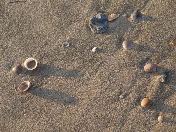 海边的贝壳和石头图片下载