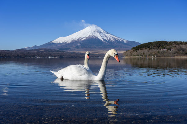 一对白天鹅在湖上，美丽浪漫的景色在早晨的冬天很好图片下载