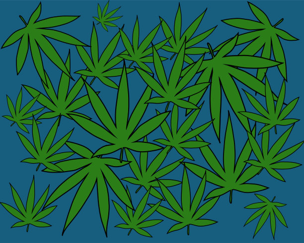 大麻叶的背景，大麻的培养图片下载