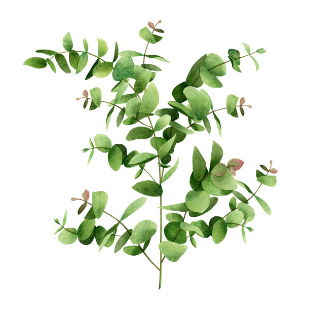 水彩画树的叶子是绿色的，桉树的枝叶孤立在白色的背景上。水彩插图热带，阿罗哈，香气异国树叶为壁纸夏威夷风格图案。图片下载