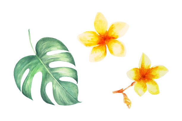 水彩热带植物素材合集：棕榈树、香蕉叶和龟背竹与热带花卉图片下载