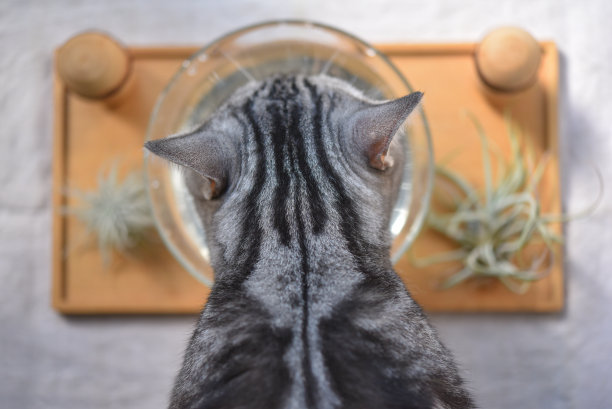 猫喝水图片下载