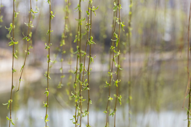春天柳树长出新芽素材图片