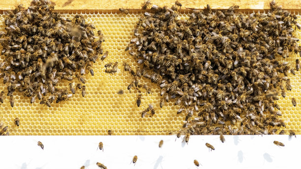 蜂房里在蜂巢上的一群蜜蜂蜜蜂用蜜蜂和蜂蜜做蜂巢。图片下载