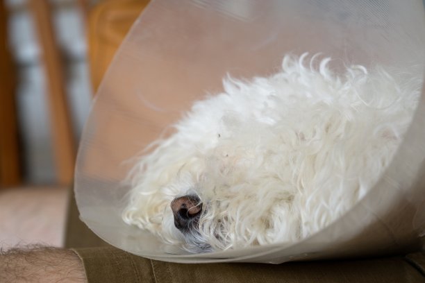 手术后带保护项圈的白色可爱比雄犬。图片下载