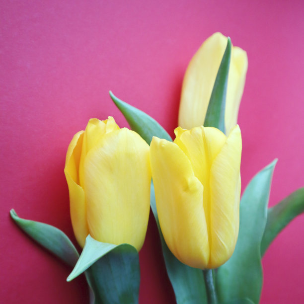 红色背景上的黄色郁金香。美丽的贺卡，节日的概念。复制空间的文本，顶部视图。图片下载