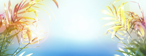 棕榈叶图片下载