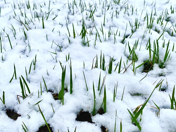 雪下的草图片下载