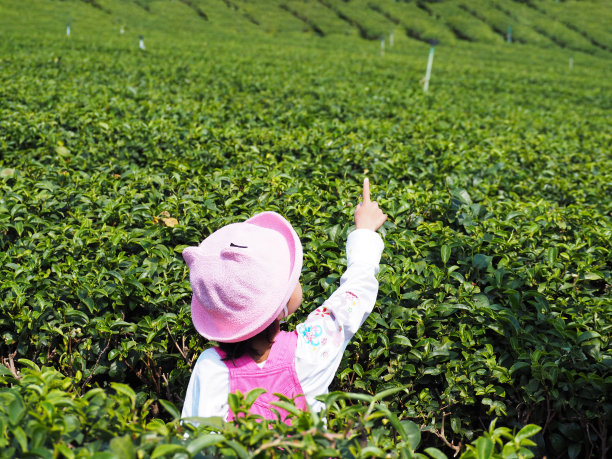 快乐的女孩在茶园里举起双臂。图片下载