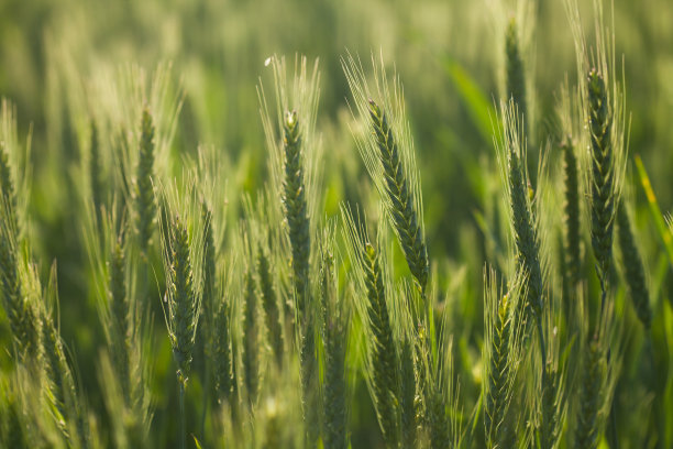 麦田里的麦穗图片下载