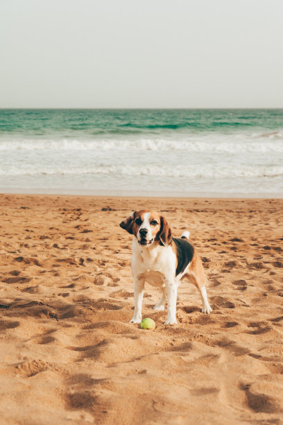 比格尔犬站在空旷的海滩上，拿着网球，训练顺从，等待玩耍的时间，背景是平静的蓝色海洋。图片下载