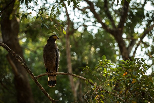 在斯里兰卡威尔帕图国家公园的树上栖息的冠蛇鹰的肖像，近距离的照片，异国情调的鸟在亚洲，美丽的猛禽与黄色的眼睛，热带森林的背景图片下载