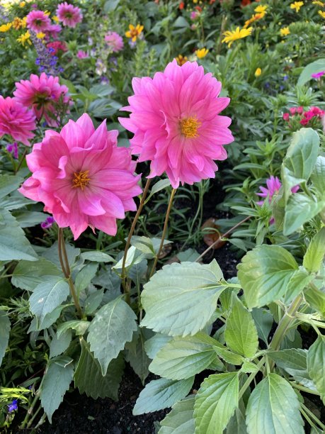 粉红色的花朵图片下载