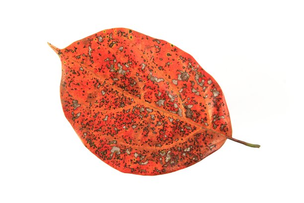 白色背景上的枯叶图片下载