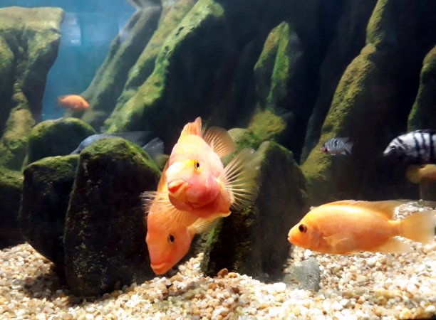 可爱的鱼在充满鱼的水族馆。图片下载