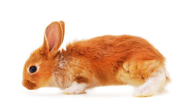 一个红色的兔子。图片下载