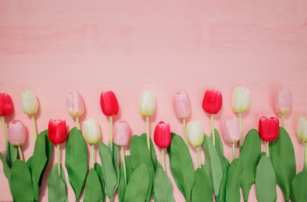 美丽的郁金香在粉红色的背景，俯视图，框架，边界。可爱的贺卡与郁金香母亲节，婚礼或快乐的事件概念。为文本复制空间。图片下载