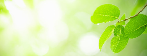 绿叶自然在模糊的绿色背景。图片下载