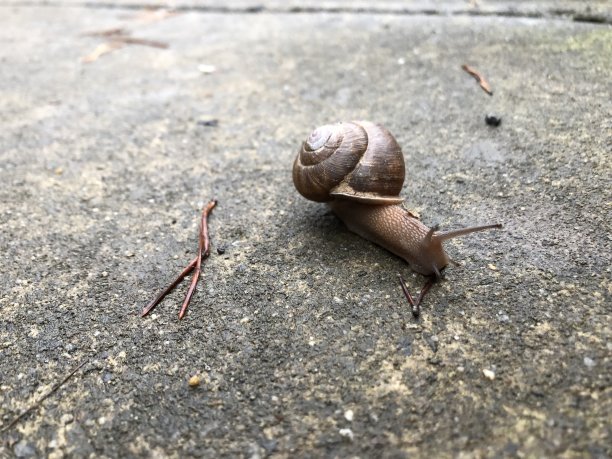 蜗牛在混凝土图片下载