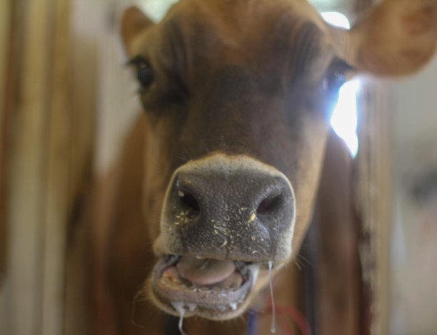 牛的头图片下载