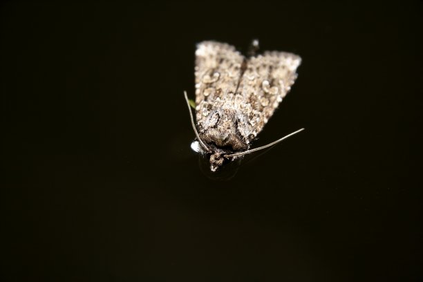 尺蠖蛾图片下载