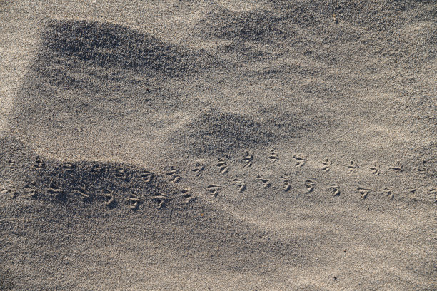 一连串的脚印——一只蜥蜴在美国加州死亡谷的沙丘上留下的脚印。图片下载