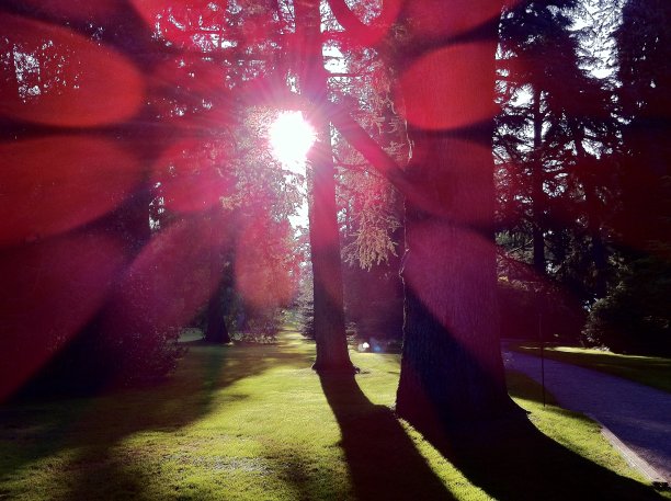 康斯坦茨湖上的向日葵图片下载