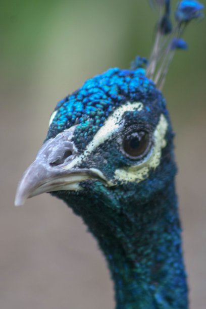 大鸟头图片下载