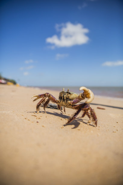 清真寺岛（帕莱索海滩）图片下载