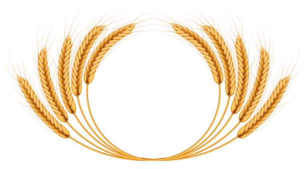 一束麦穗，干燥的全谷物逼真的插图框孤立在白色的背景。面包店的对象模板。小麦的耳朵花环。每股收益10图片下载