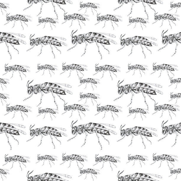 孤立背景昆虫上的黄蜂图案图片下载