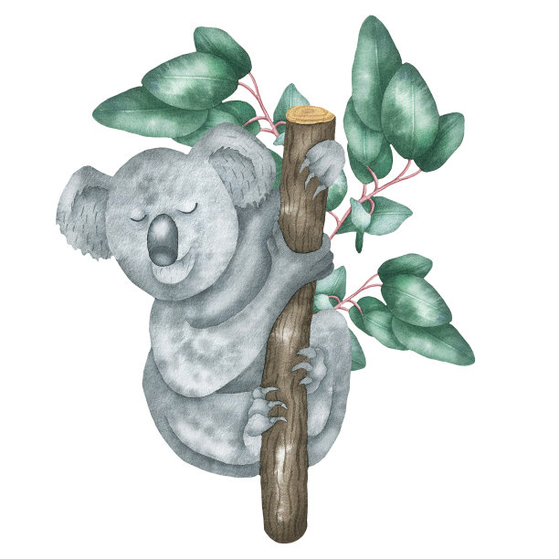 考拉在树上。jpg图片下载