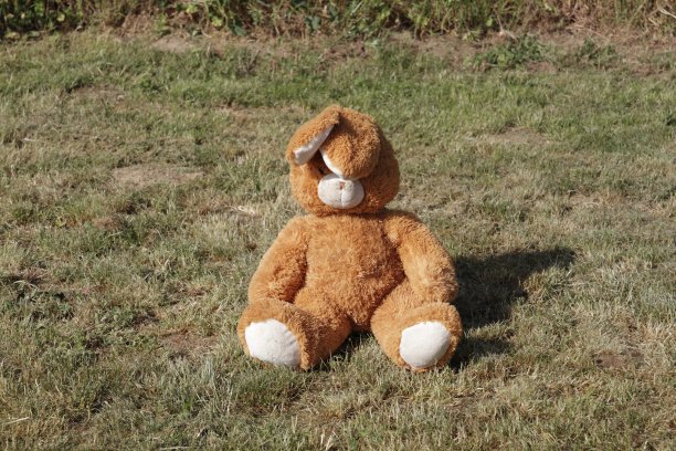 一只熊坐在草地上图片下载