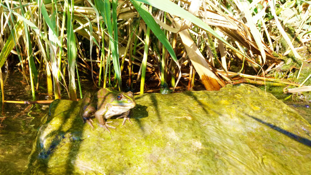 河边的青蛙，象征着财富、好运和幸福图片下载