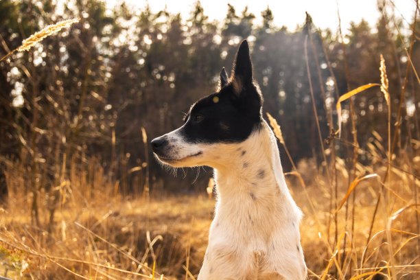 照片中的狗在大气和温暖的夏天在野外的侧面，巴辛吉散步图片下载