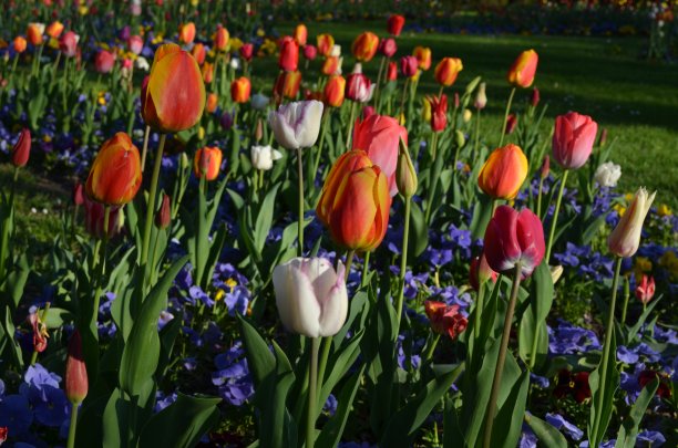 许多混合鲜艳的黄色，白色，红色和粉红色的郁金香和三色堇盛开在一个阳光明媚的春天花园，美丽的多色户外花卉背景与软焦点拍摄图片下载