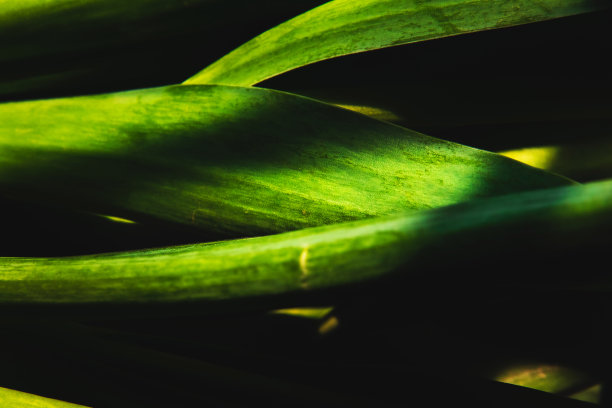 真实的绿叶照片上的黑色背景墙纸在您的桌面图片下载