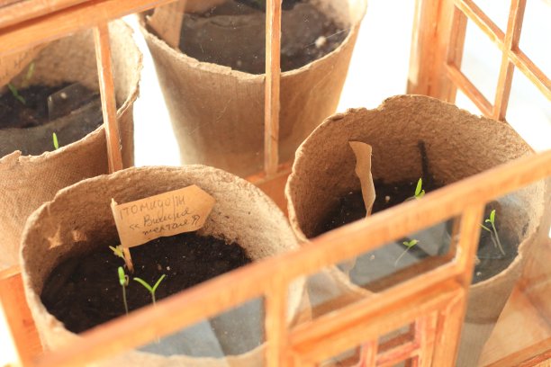 苗木在窗台上的花盆里图片下载