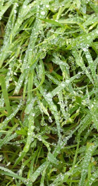 草地上的雨滴图片下载