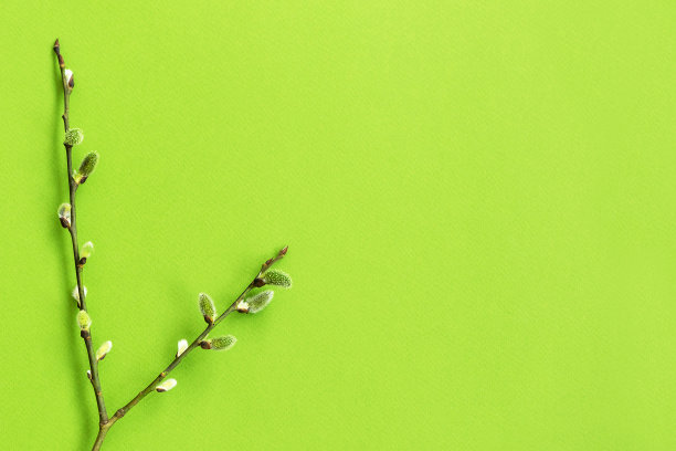 春天盛开的毛茸茸的柳枝特写。图片下载