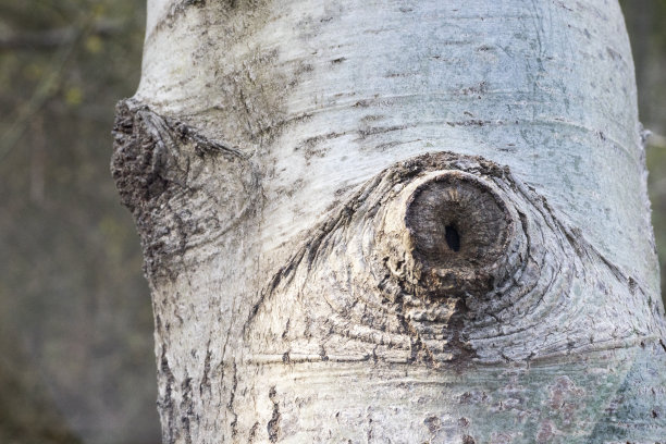 大自然之眼，赤杨结的特写，赤杨图片下载