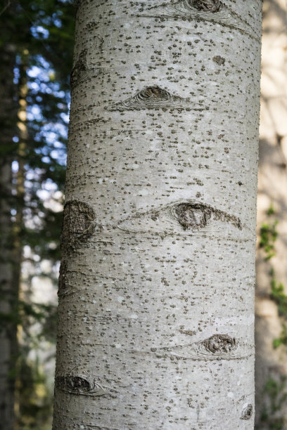 大自然之眼，赤杨结的特写，赤杨图片下载