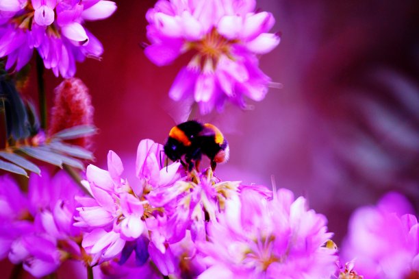 大自然中美丽昆虫的照片。美丽的野花和绿草。图片下载