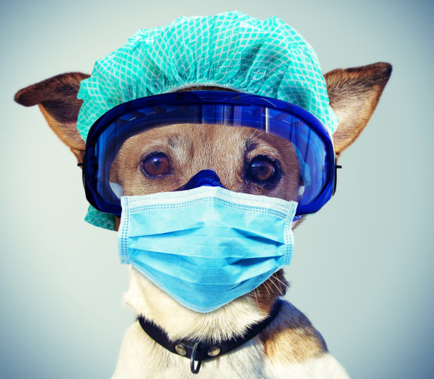 杰克罗素狗戴面具和防护服图片下载