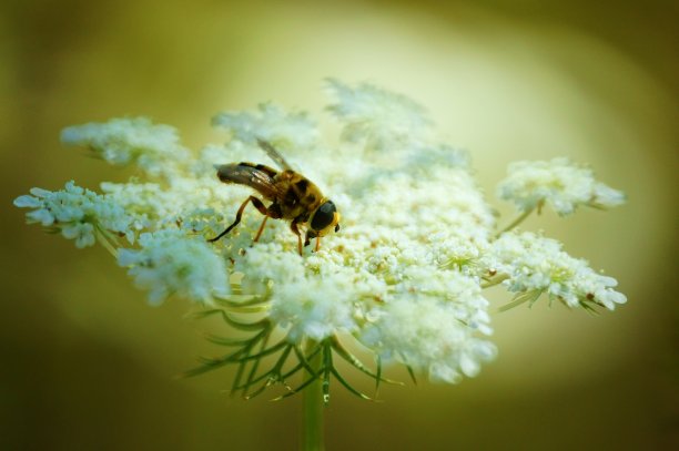 大自然中美丽昆虫的照片。美丽的野花和绿草。图片下载