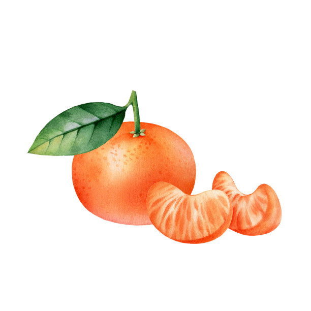 橙子整片带叶。柑桔分离水彩插图。图片下载