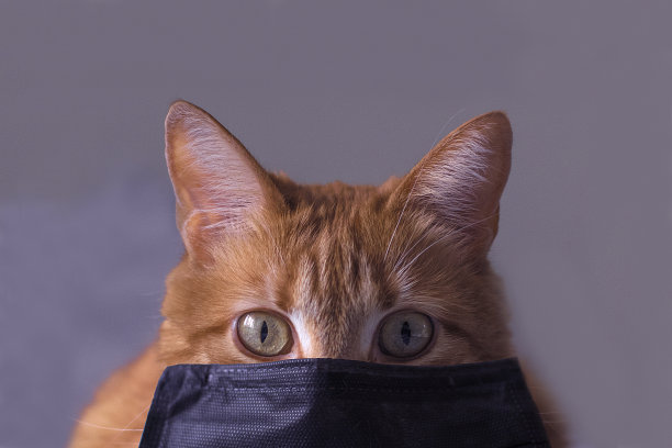 红色的猫和防护医疗黑色口罩，防止室内病毒。冠状病毒图片下载