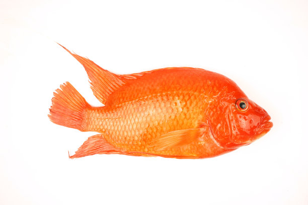 美丽的橙色鹦鹉鱼图片下载