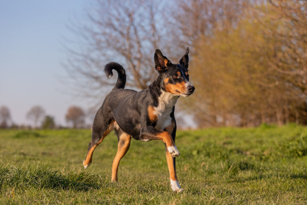 美丽的山地犬图片下载